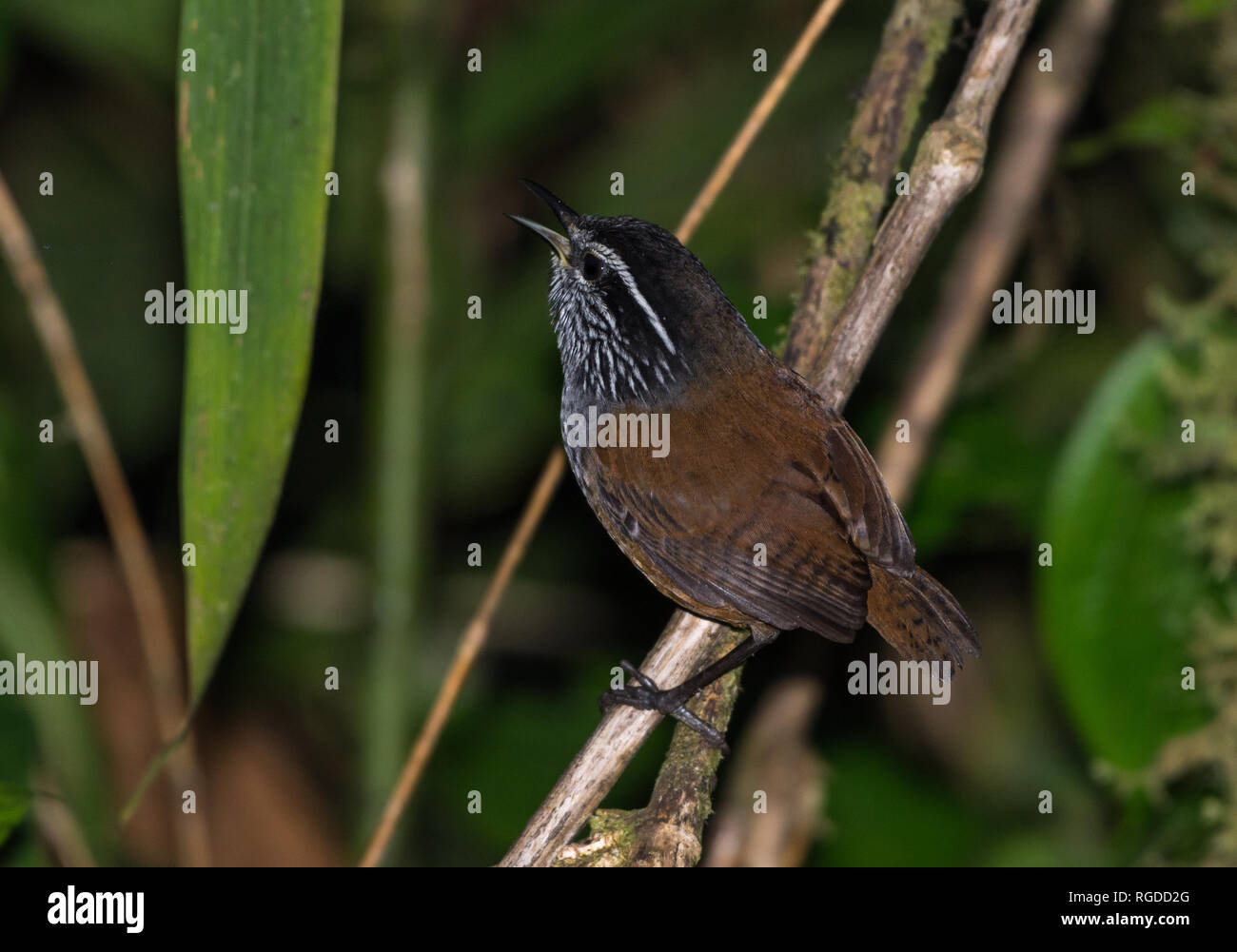 A Gray-breasted Wood-Wren (Henicorhina leucophrys) singing in the bushes. Costa Rica, Central America. Stock Photo