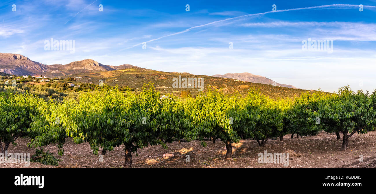 Spain, Andalucía, Málaga, Mondrón, sunset, hillsides of olive (Olea europaea) in mid distance and peach (Prunus persica) orchard in foreground. Stock Photo