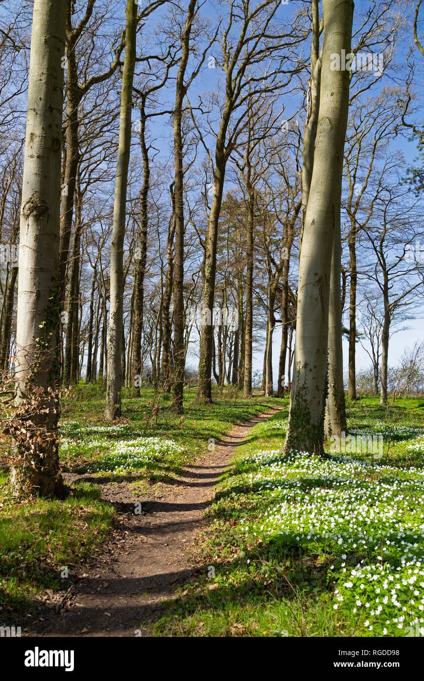 Germany, Mecklenburg-Western Pomerania, Warnemuende, Forest in spring, empty way Stock Photo