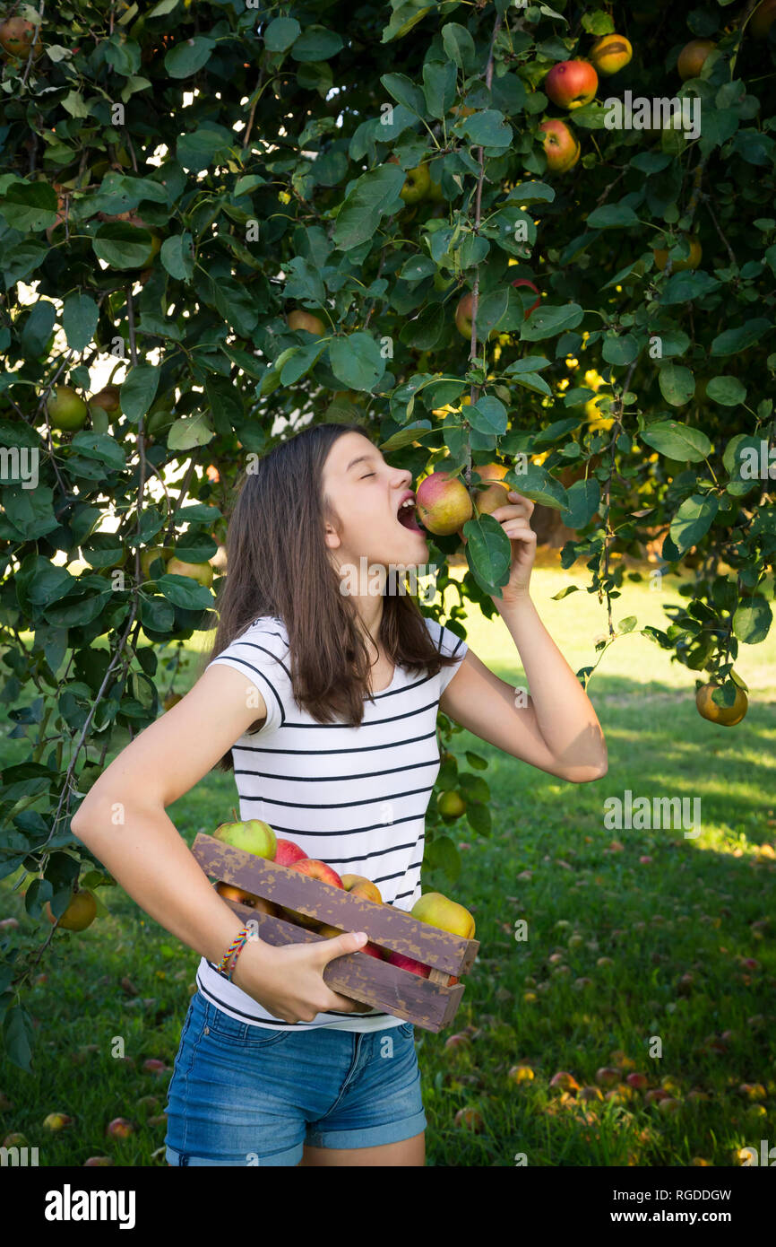 Girl picking apples from tree Stock Photo