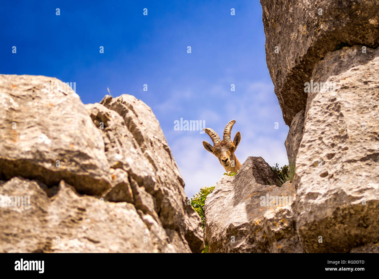 Spain, Malaga Province, Sierra del Torcal mountain range, Iberian Ibex, Spanish Ibex, Spanish Wild Goat  (Capra pyrenaica) Stock Photo