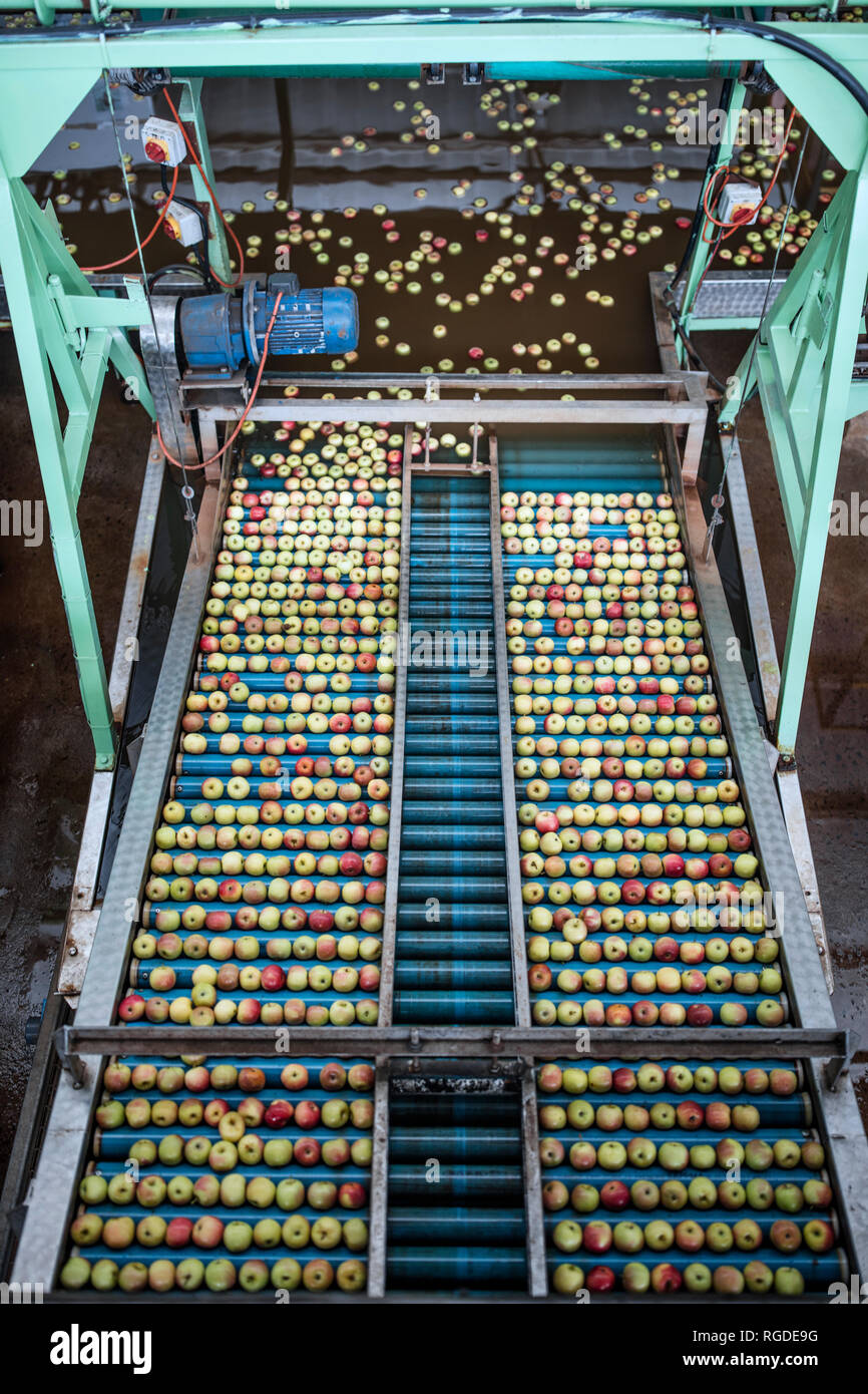 Apples in factory on conveyor belt Stock Photo