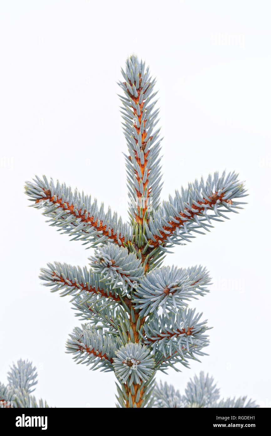 43,467.03838 Frosty, lightly frosted, green needles & branches on winter spruce tree (Picea species, Pinaceae), white background, Vertical Stock Photo