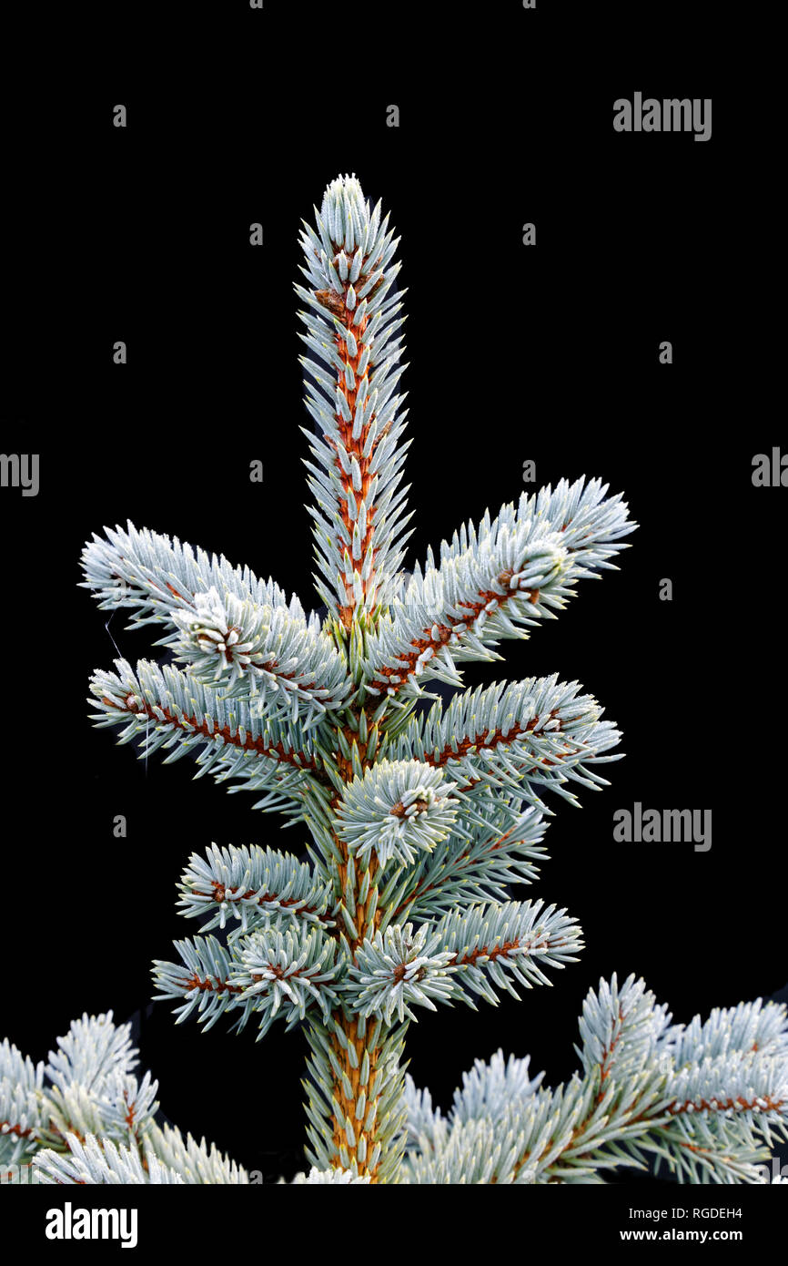 43,467.03841 Frosty, lightly frosted, green needles & branches on winter spruce tree (Picea species, Pinaceae), black background, Vertical Stock Photo