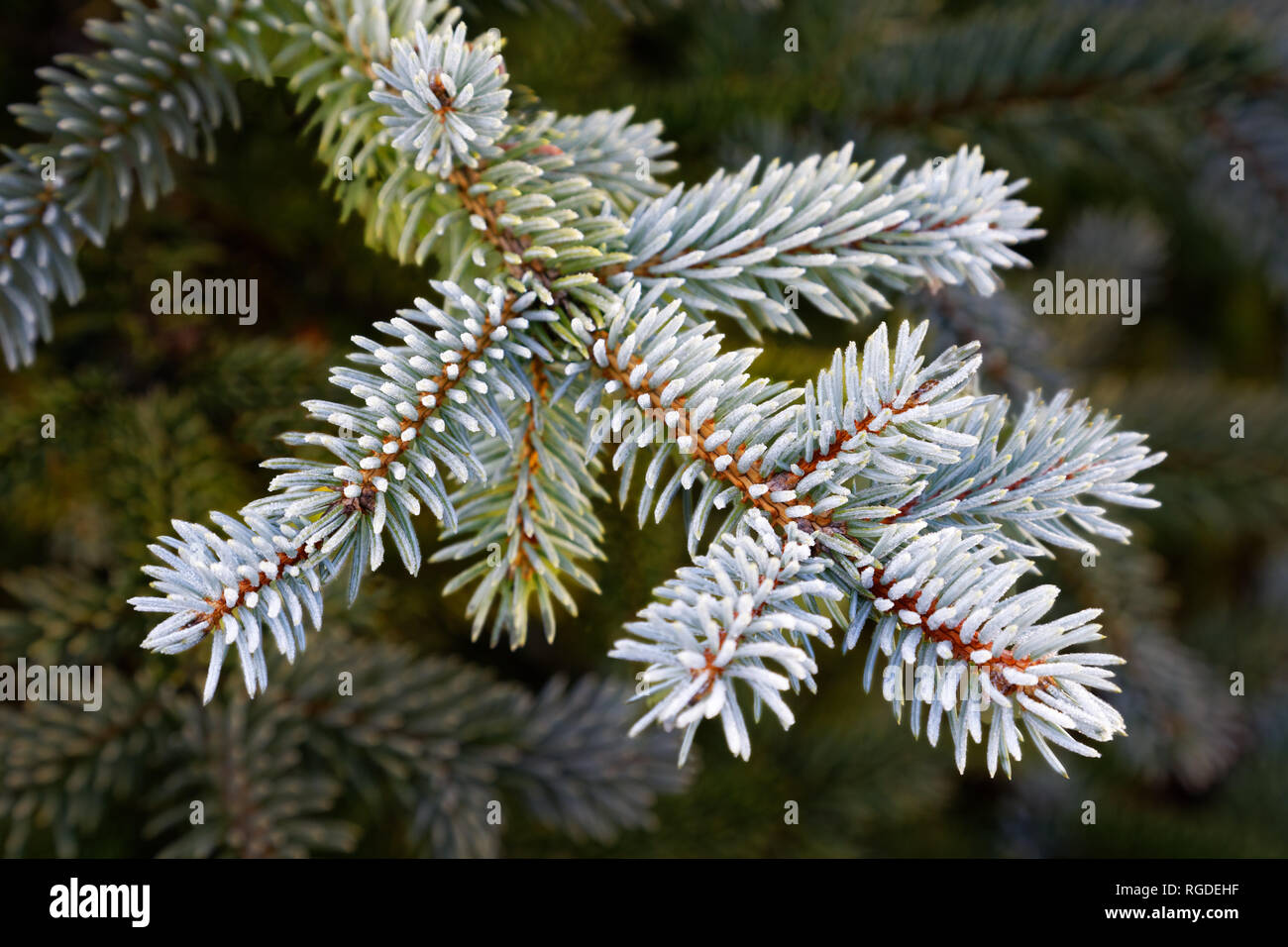 43,467.03857 Frosty, lightly frosted, green needles & branches on winter spruce tree (Picea species, Pinaceae), dark green background, horizontal Stock Photo