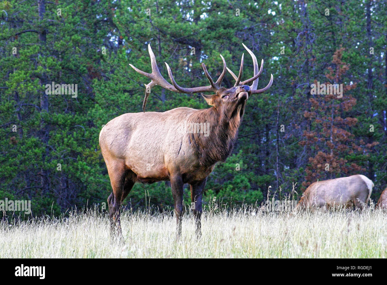 38,618.01057 experienced huge old elk bull (Cervus canadensis) in rut posture ready & willing to fight to protect his herd from adult male intruders Stock Photo