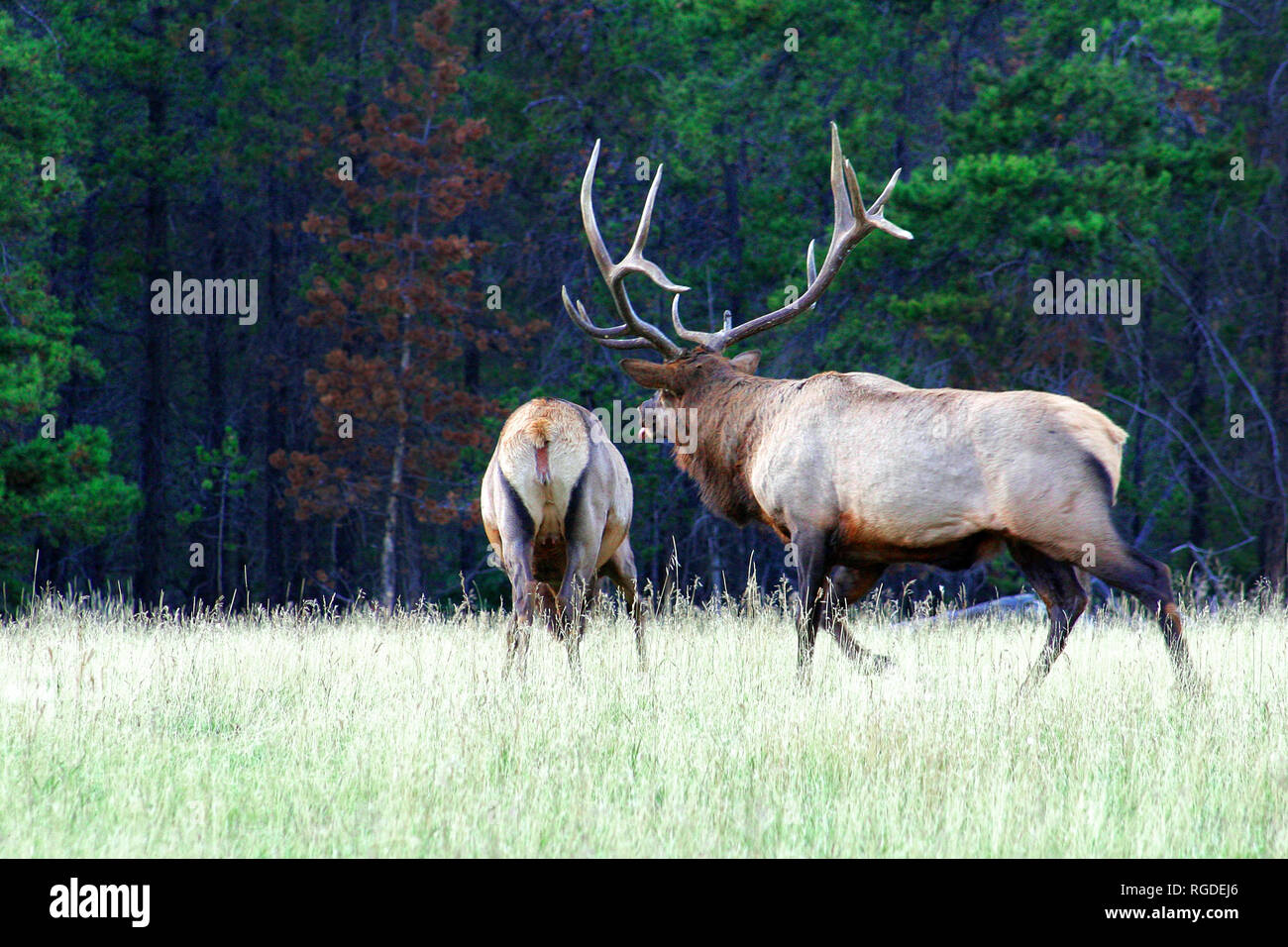 38,618.01066 anxious and excited large adult elk herd bull in rut posturing and aggressively trailing after cow that is about ready to be bred, breed Stock Photo