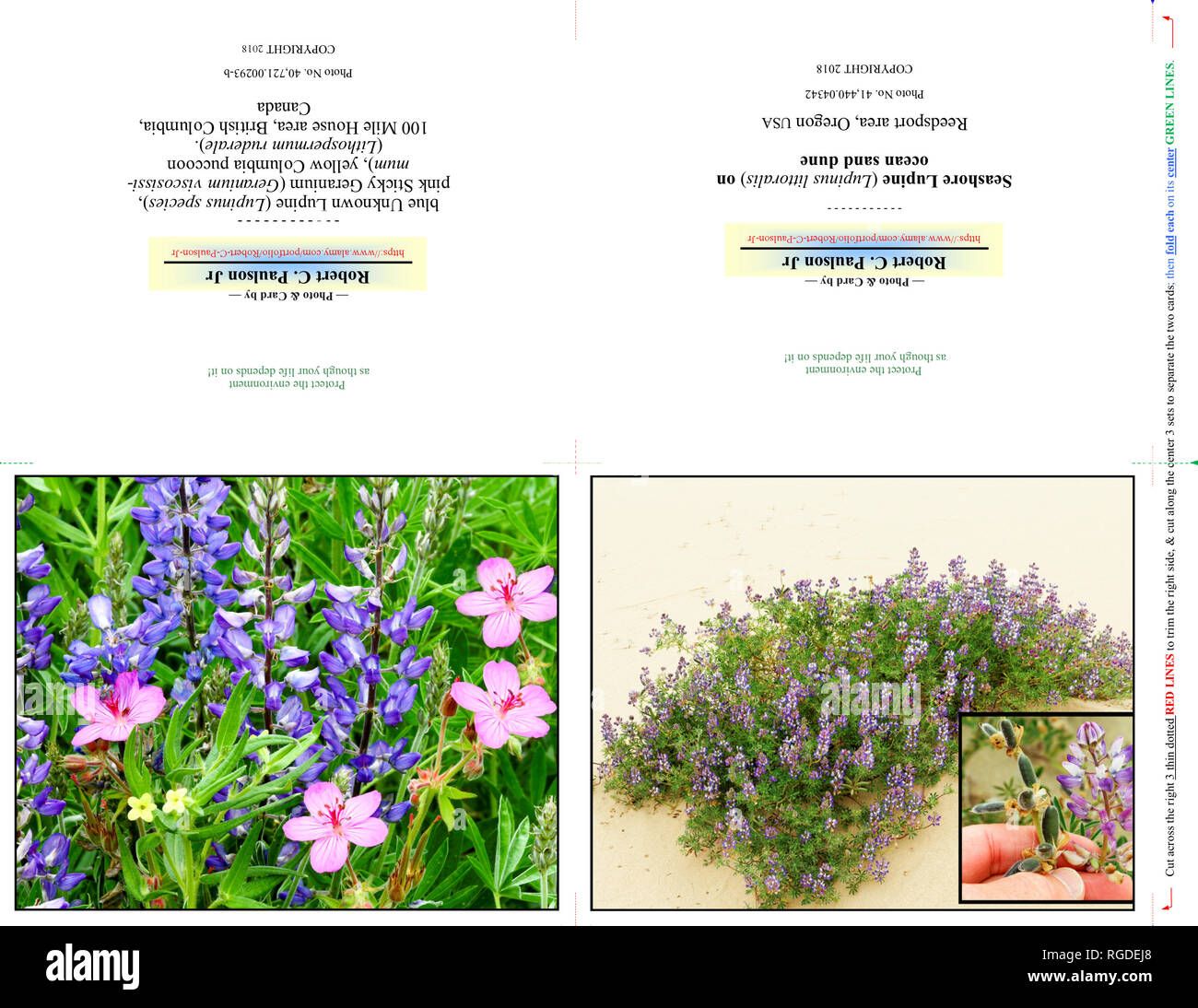 40,721.00293-b & 41,440.04342 Photography Photo Note Card, TWO 5x4 Cards on 11x8.5 paper (print cut fold), wildflowers blue Lupine, pink Geraniums Stock Photo