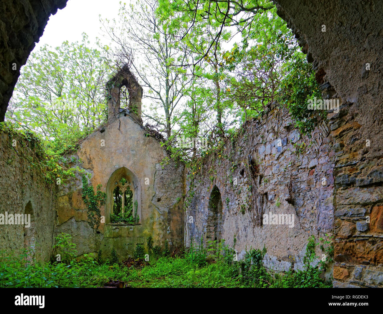 42,517.02903 empty abandoned ancient crumbling and falling down 1400's vine covered stone rock church in Haverfordwest, Wales, Great Britain Europe Stock Photo