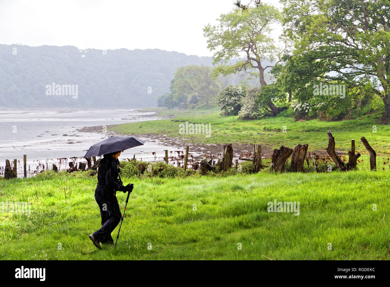 42,517.02917 Woman holding an umbrella while hiking in the rain in a hazy wet green pasture by trees fence stumps and water shore of an estuary lake Stock Photo