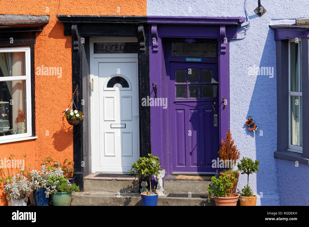42,519.02993 AZ Two house doors side by side purple white SC Stock Photo