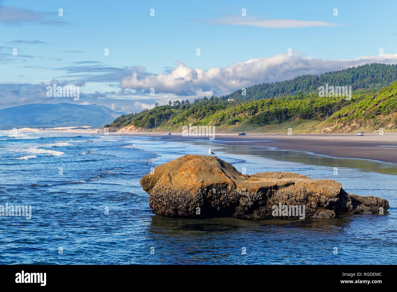 43,362.02366 ocean beach landscape seascape shoreline green conifer forest, boulder in water with Western seagull bird standing on top, blue water sky Stock Photo