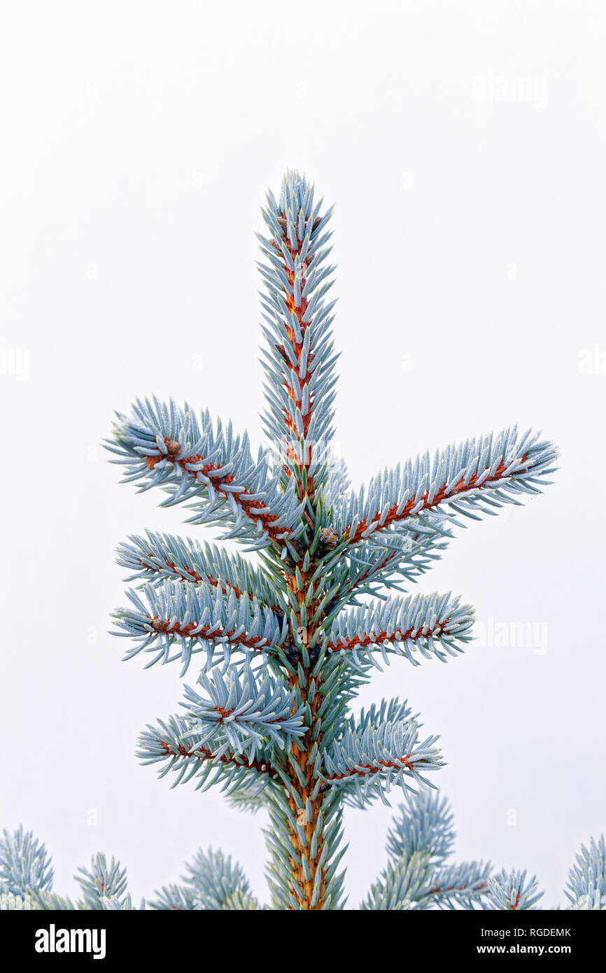 43,467.03837 Frosty, lightly frosted, green needles & branches on winter spruce tree (Picea species, Pinaceae), white background, Vertical Stock Photo