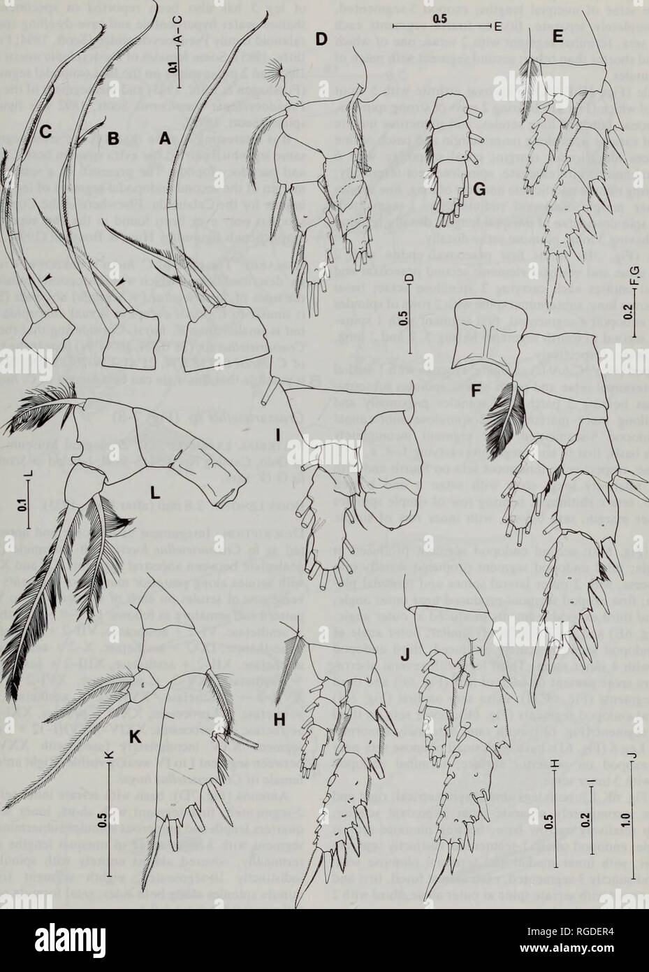 . Bulletin of the Natural History Museum Zoology. PHYLOGENY OF ARIETELLID COPEPODS 115. Fig. 6. Crassarietellus huysi gen. et sp. nov., female (holotype: A-C,J-L; paratypes: D-I). A, Second endopod segment of maxilliped; B, Third endopod segment of maxilliped, innermost seta indicated by arrowhead; C, Fourth endopod segment of maxilliped, innermost seta indicated by arrowhead; D, Leg 1, anterior surface; E, Leg 2, posterior surface; F, Aberrant leg 3, anterior surface; G, Right endopod of leg 3, anterior surface; H, Another aberrant leg 3, posterior surface; I, Extremely aberrant leg 3, anteri Stock Photo