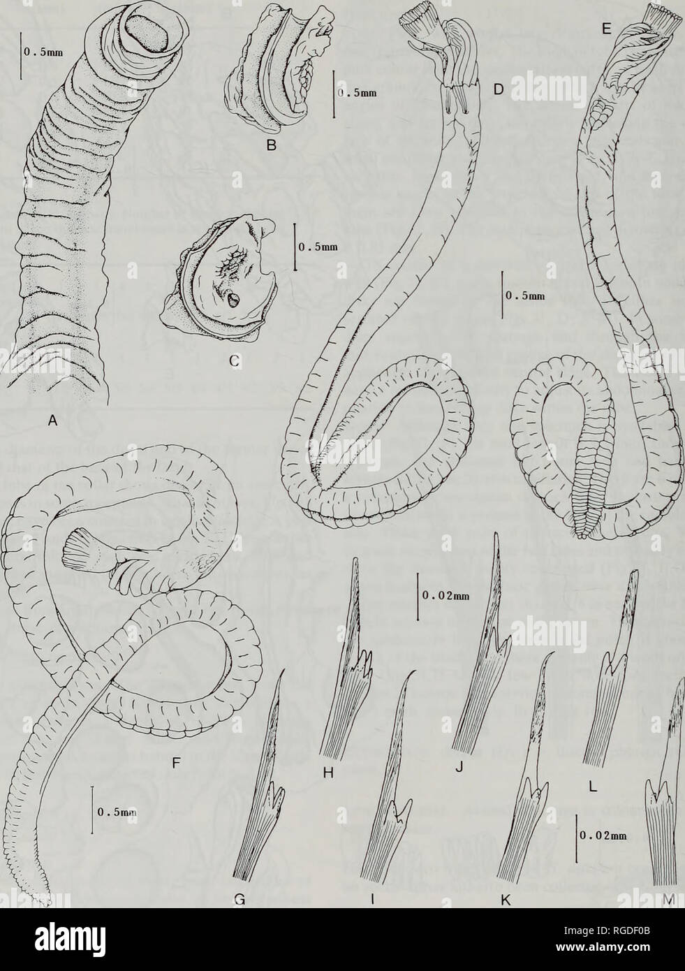 Bulletin Of The Natural History Museum Zoology 96 T G Pillai And Ha Ten Hove Fig 30 Spiraserpula Lineatuba Straughan 1967 A M From Nsw Split Solitary Island A Erect Tube Part Showing