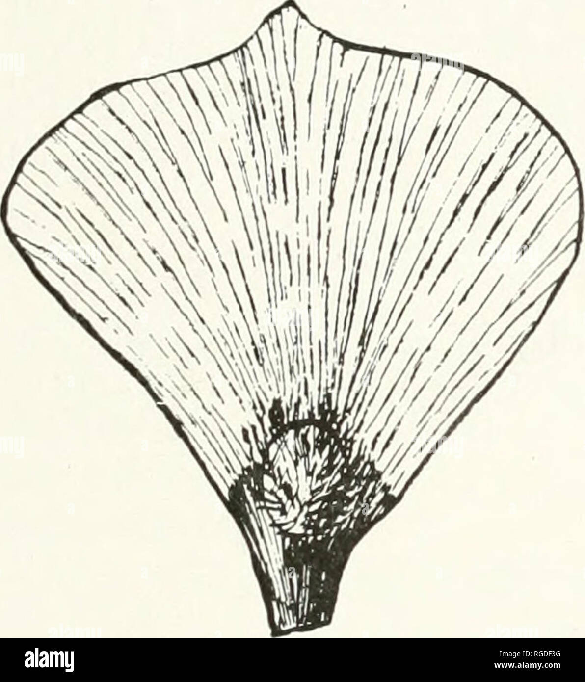 Mariposas i hires stock photography and images Alamy