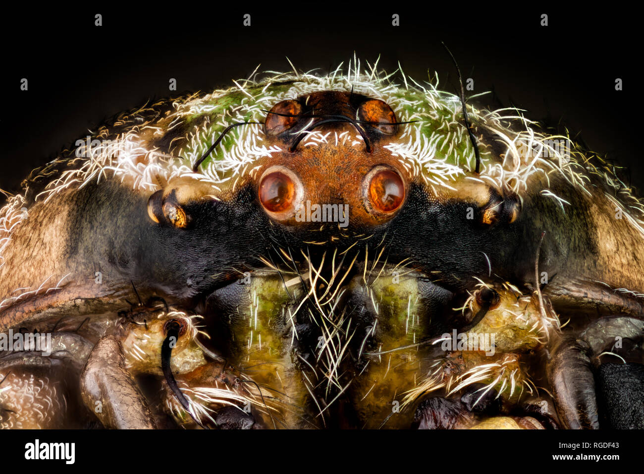 Portrait of a orbweaver spider Stock Photo