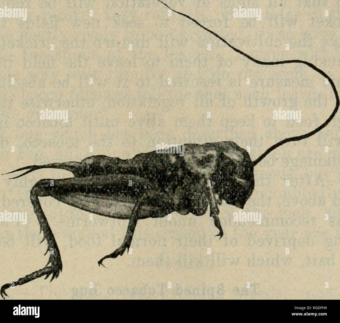 Cripling Insect . The Bulletin of the North Carolina Department of Agriculture ...