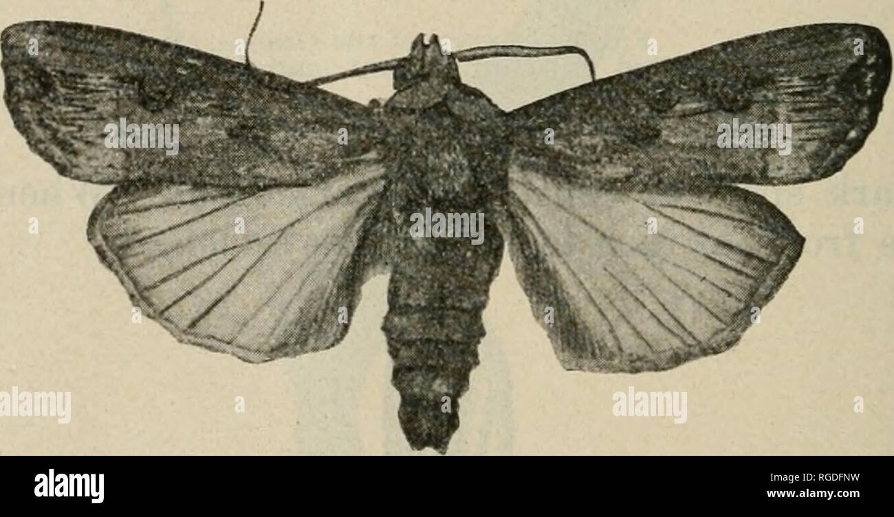 . The Bulletin of the North Carolina Department of Agriculture. Agriculture -- North Carolina. Fig. 32.'—Adult of the Variegated Cutworm, about natural size. (Photograph by the author.). Fig. 33.—Adult of the Greasy Cutworm, somewhat enlarged. (Photograph by the author.) Life-history and Habits.—The number of generations of Cutworms annually is very difficult to determine, as they overlap in a most con- fusing manner. There are certainly several each year in North Carolina. Part of the Cutworms evidently pass the winter in the pupse condition, but most Cutworms pass the winter as partially gro Stock Photo