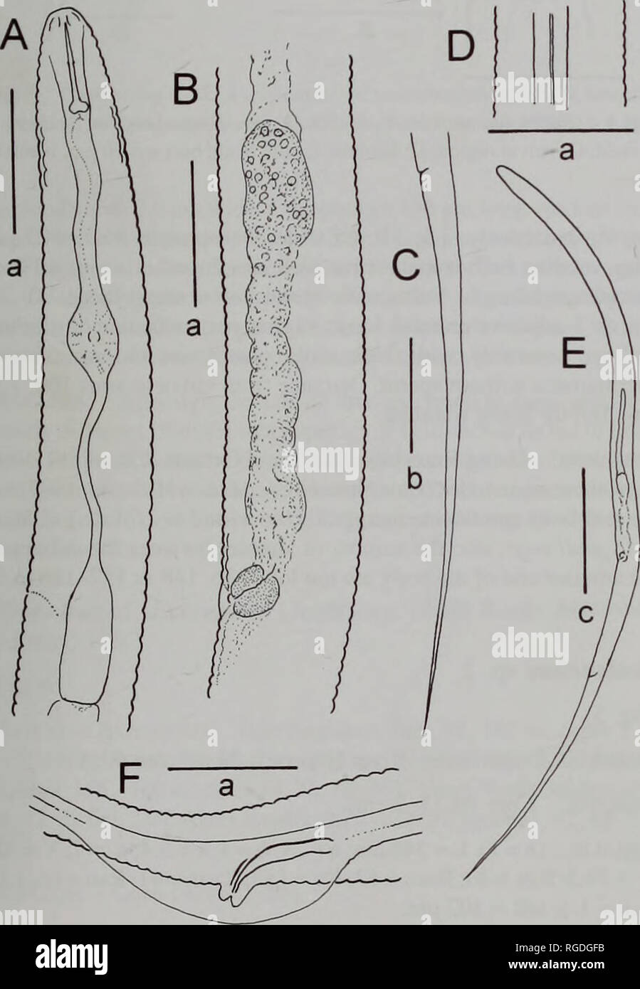 . Bulletin of the Natural History Museum Zoology. FRESHWATER NEMATODES FROM LOCH NESS DESCRIPTIONS OF SPECIES Aglenchus agricola (de Man, 1884) Andrassy, 1954 (Fig. 2) Material examined. Fort Augustus Bay: 92, 105 m; cores 2, 3; 29$. Foyers Plateau: 150-161 m; cores 14-17; 299 46*6*. River Foyers: 0.14-0.39 m; cores 40, 43, 45: 2 99, 266. Horizon. Core 2 (2-3 cm), core 14 (3^4 cm), core 40 (2-3 cm). Females, (n = 5). L = 650 urn (625-667): a = 31 (26.4-34.4); b = 6.6 (6.3-6.9); c = 3.3 (3.2-3.4); c' = 14.5 (12.7-15.8); V = 55.1 (53- 56); V = 77.6 (76.5-78.4); tail/V-a = 1.9 (1.7-2.0): tail = 1 Stock Photo