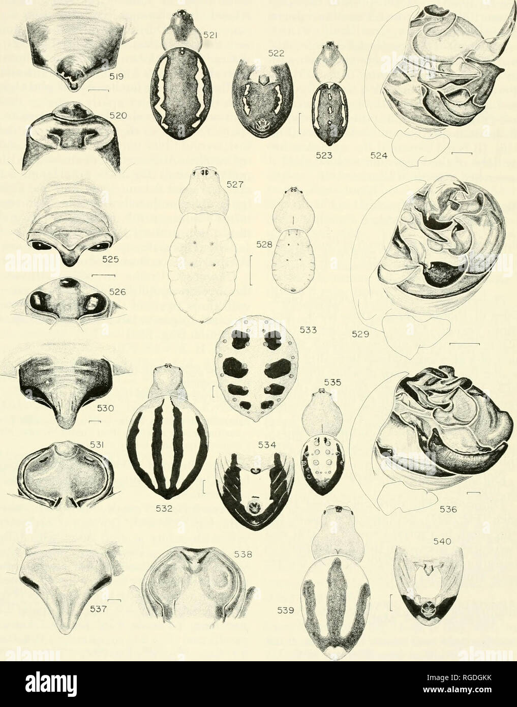 . Bulletin of the Museum of Comparative Zoology at Harvard College. Zoology. Alpaida • Levi 465. Figures 537-540. /. angra n. sp., female. 537, epigynum, ventral. 538, epigynum, posterior. 539, dorsal. 540, ventral. Scale lines. 1.0 mm; genitalia, 0.1 mm.. Please note that these images are extracted from scanned page images that may have been digitally enhanced for readability - coloration and appearance of these illustrations may not perfectly resemble the original work.. Harvard University. Museum of Comparative Zoology. Cambridge, Mass. : The Museum Stock Photo