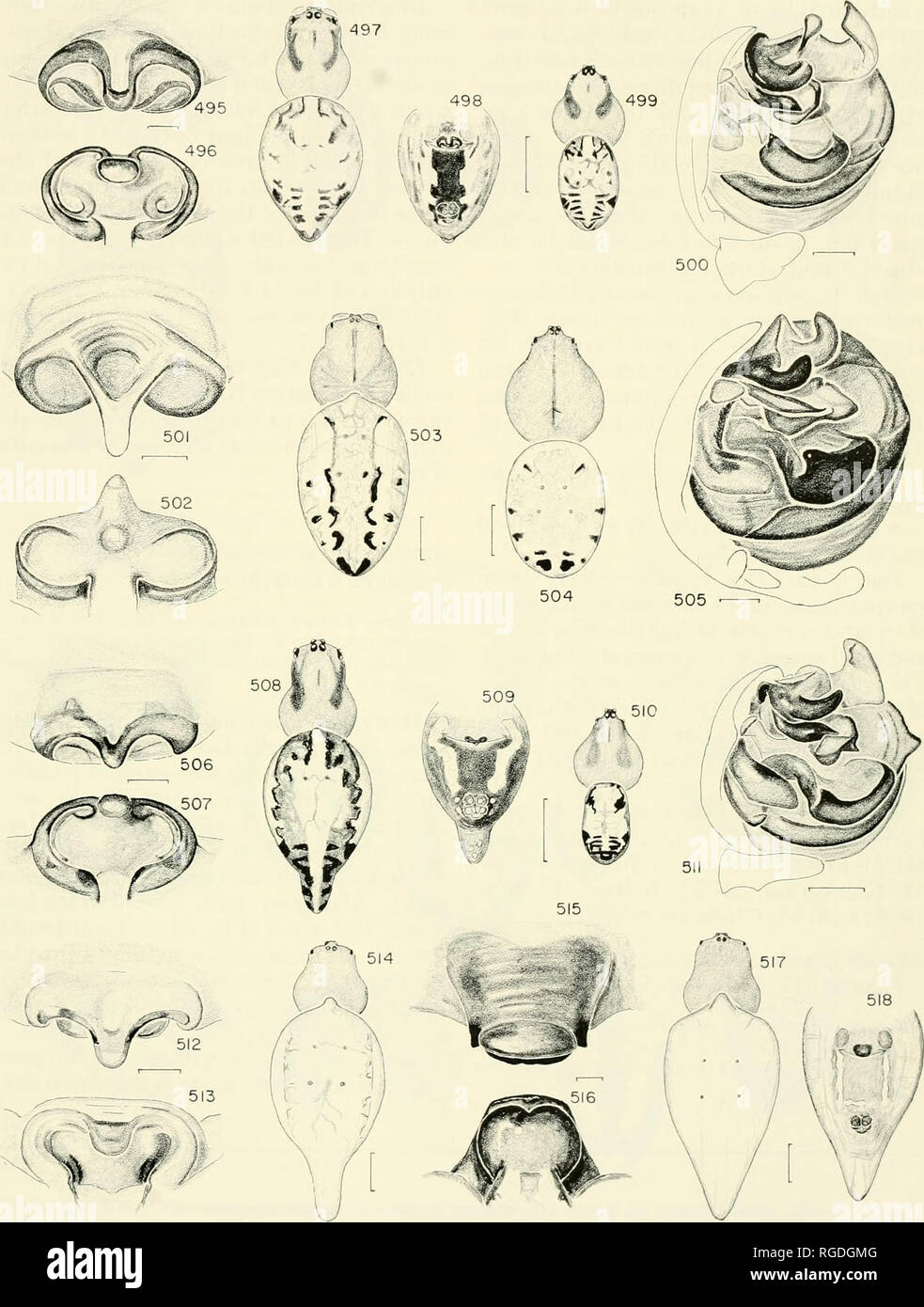 . Bulletin of the Museum of Comparative Zoology at Harvard College. Zoology. Alpaida • Levi 463. Figures 515-518. A. costal n. sp., female. 515, epigynum, ventral. 516, epigynum, posterior. 517, dorsal. 518, ventral. Scale lines. 1.0 mm; genitalia, 0,1 mm.. Please note that these images are extracted from scanned page images that may have been digitally enhanced for readability - coloration and appearance of these illustrations may not perfectly resemble the original work.. Harvard University. Museum of Comparative Zoology. Cambridge, Mass. : The Museum Stock Photo