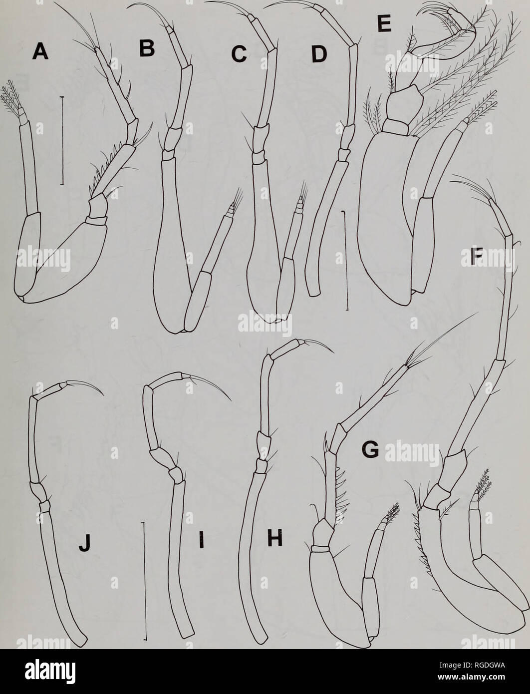 . Bulletin of the Natural History Museum Zoology. SCHIZOCUMA AND STYLOPTOCUMA 163. Fig. 13 Styloptocuma echinatum (Jones, 1984) A - D. immature male; E-J. female A. pereopod 2; B. pereopod 3; C. pereopod 4; D. pereopod 5; E. maxilliped 3; F. pereopod 1; G. pereopod 2; H. pereopod 3; I. pereopod 4; J. pereopod 5. Scale bars (in mm): A - D 0.3; E 0.5; F - J 0.5.. Please note that these images are extracted from scanned page images that may have been digitally enhanced for readability - coloration and appearance of these illustrations may not perfectly resemble the original work.. Natural History Stock Photo
