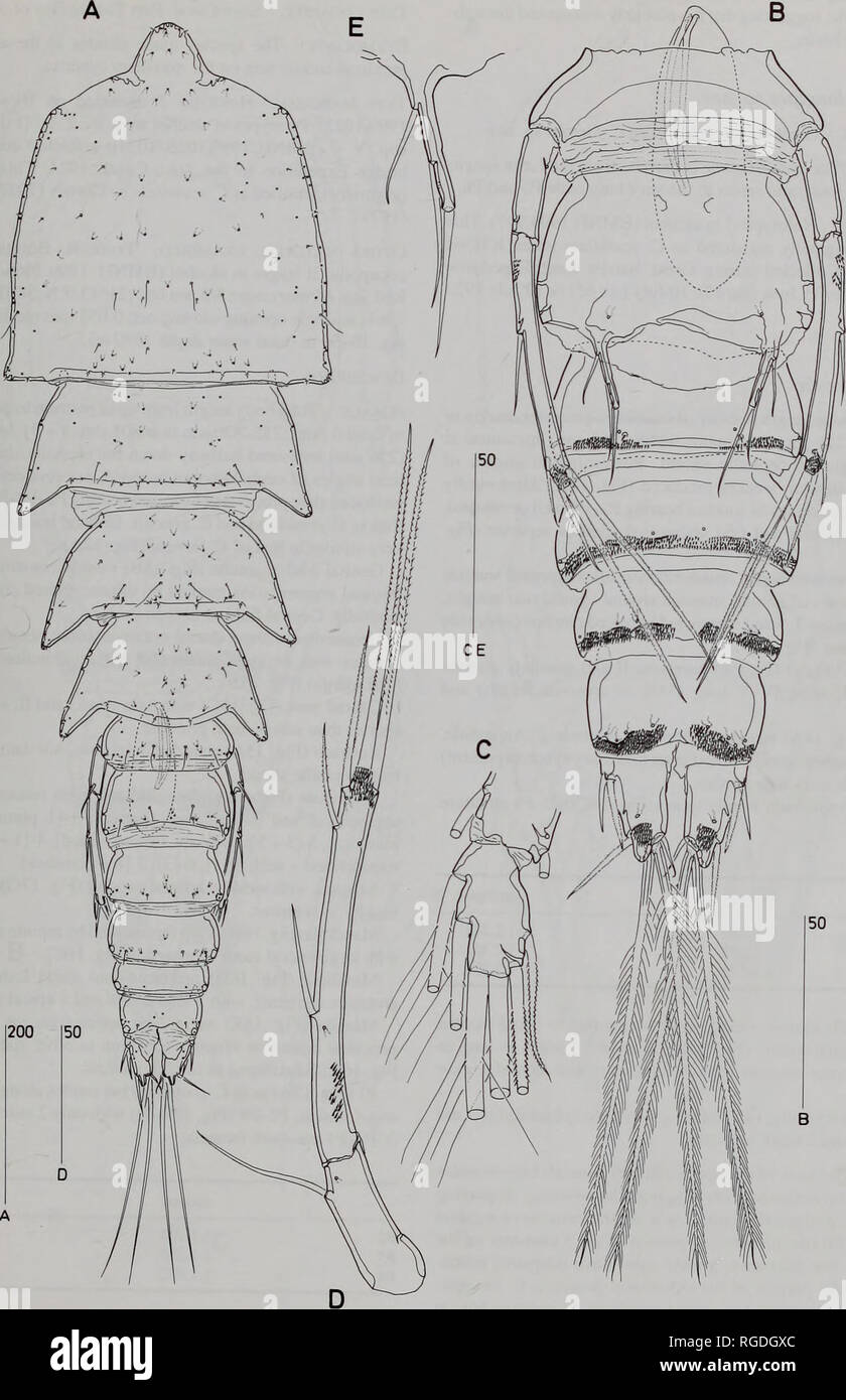 . Bulletin of the Natural History Museum Zoology. GENERIC CONCEPTS IN CLYTEMNESTRIDAE 23. Fig. 14 Clytemnestra longipes sp. nov. ($). A, Habitus, dorsal; B, urosome, ventral; C, P2 exp-3; D, P5, anterior; E, right P6.. Please note that these images are extracted from scanned page images that may have been digitally enhanced for readability - coloration and appearance of these illustrations may not perfectly resemble the original work.. Natural History Museum (London). Andover : Intercept Stock Photo