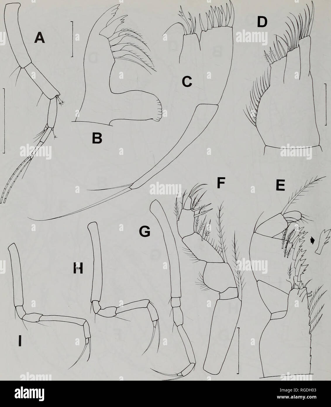 . Bulletin of the Natural History Museum Zoology. 160 I. PETRESCU. Fig. 10 Styloptocuma dayae (Jones, 1984) female A. antenna 1; B. mandible; C. maxilla 1; D. maxilla 2; E. maxilliped 1; E maxilliped 2; G. pereopod 3; H. pereopod 4: I. pereopod 5. Scale bars (in mm): A 0.2; B, E 0.05; C, D 0.05; F 0.1. teeth on both margins, very long and slender carpus and propodus, carpus a little longer than propodus. Pereopod 2 (Fig. 14 A), carpus with teeth on inner margin and with 2 stiff acuminate setae on outer distal corner, dactylus 3 times longer than propodus, with simple setae. Pereopod 3 (Fig. 14 Stock Photo