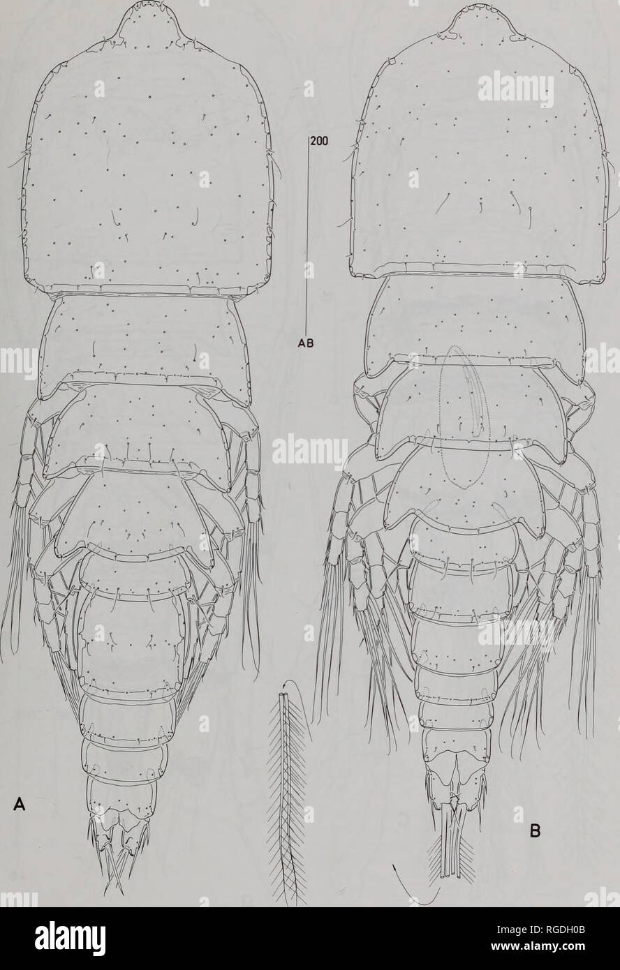 . Bulletin of the Natural History Museum Zoology. GENERIC CONCEPTS IN CLYTEMNESTRIDAE 21. Fig. 12 Clytemnestrafarrani sp. nov. A, Habitus ?, dorsal: B, habitus cJ, dorsal [inset showing setae IV-V at full length].. Please note that these images are extracted from scanned page images that may have been digitally enhanced for readability - coloration and appearance of these illustrations may not perfectly resemble the original work.. Natural History Museum (London). Andover : Intercept Stock Photo