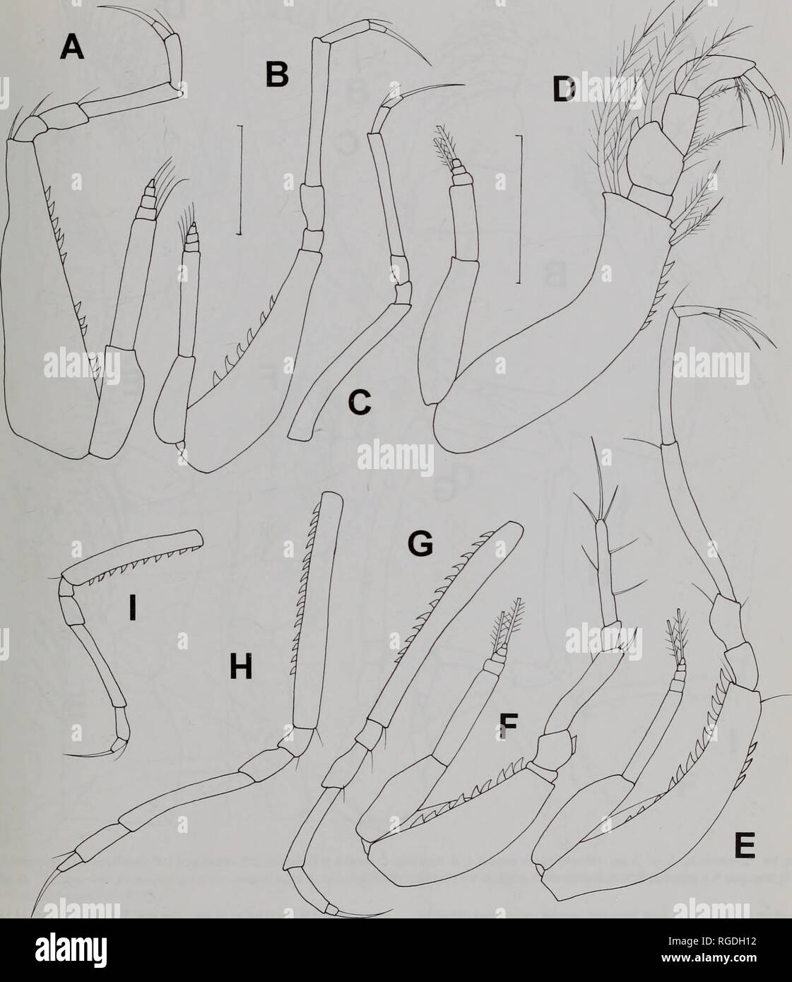 . Bulletin of the Natural History Museum Zoology. SCHIZOCUMA AND STYLOPTOCUMA 159. Fig. 9 Styloptocuma bishopi (Jones, 1984) A - C. immature male; D - I. female A. pereopod 3; B. pereopod 4; C. pereopod 5; D. maxilliped 3; E. pereopod 1; F. pereopod 2; G. pereopod 3. H. pereopod 4; I. pereopod 5. Scale bars (in mm): A - C, E, F - I 0.2; D 0.2.. Please note that these images are extracted from scanned page images that may have been digitally enhanced for readability - coloration and appearance of these illustrations may not perfectly resemble the original work.. Natural History Museum (London). Stock Photo