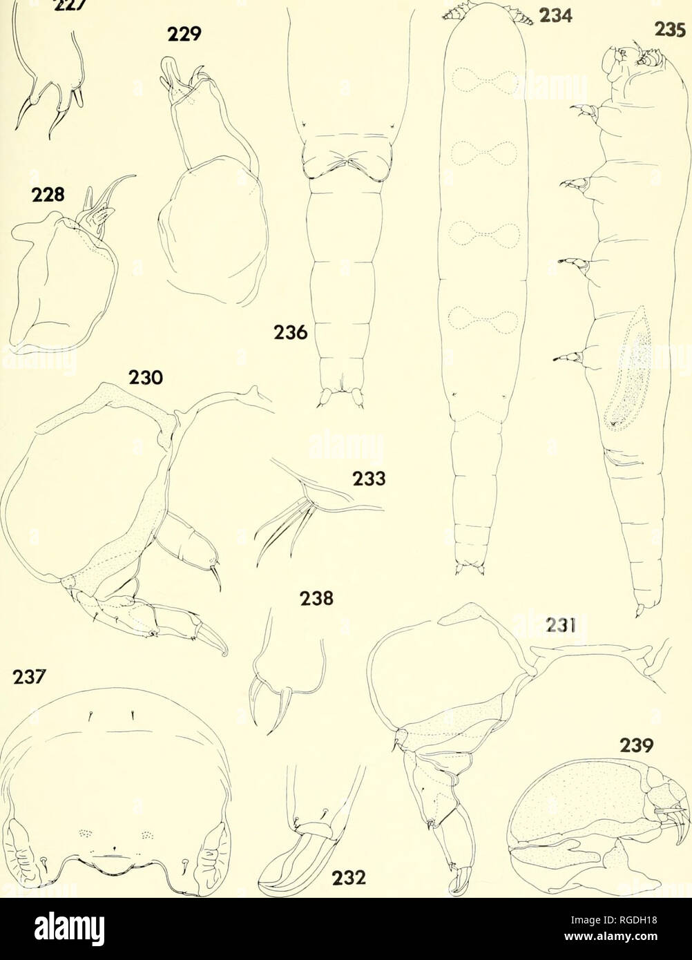 . Bulletin of the Museum of Comparative Zoology at Harvard College. Zoology. Parasitic Copepods from Corals ix Madagasc;ar • Humes and Ho 459 227. Figures 227-233. Orstomella lobophylliae n. gen., n. sp., female (continued). 227, first maxilla, ventrointernol (E); 228, second maxilla, ventrointernol (E); 229, maxilliped, outer (D); 230, leg 1 ond intercoxal plate, posierlor (C); 231, leg 3 and interco.xol plate, posterior (C); 232, terminal portion of exopod of leg 4, lateral (E); 233, leg 5, ventral (E). Figures 234-239. Or:fome//o lobophylliae n. gen., n. sp., male. 234, body, dorsal (I); 23 Stock Photo