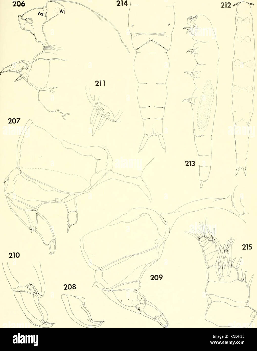. Bulletin of the Museum of Comparative Zoology at Harvard College. Zoology. Parasitic Copepods from Corals in Madagascar • Humes and Ho 457. Figures 206-211. Orstomeila laviae n. gen., n. sp., female (continued). 206, anterior part of body, lateral (H); 207, leg 1 and intercoxal plate, posterior (C); 208, terminal spine on exopod of leg 1, outer (E); 209, leg 3 and intercoxal plate, posterior (C); 210, terminal portion of exopod of leg 3, lateral (E); 211, leg 5, ventral (E). Figures 212-215. Orsfome//a fovioe n. gen., n. sp., male. 212, body, dorsal (J); 213, body, lateral (J); 214, urosome, Stock Photo