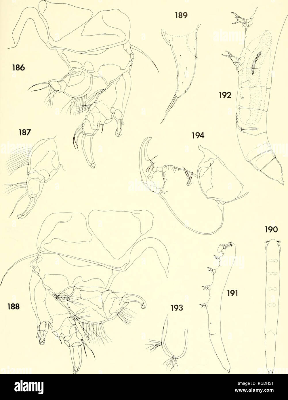 . Bulletin of the Museum of Comparative Zoology at Harvard College. Zoology. Parasitic Copepods from Corals in Madagascar • Humes and Ho 455. Figures 186-189. Xarifia hamata n. sp., female (continued). 186, leg 1 and intercoxal plate, posterior (D); 187, endopod of leg 2, posterior (D); 188, leg 3 and intercoxal plate, posterior (D); 189, leg 5, lateral (C). Figures 190-194. Xarilia hamata n. sp., male. 190, body, dorsal (A); 191, body, latera' (A); 192, posterior part of body, lateral (B); 193, paragnath, ventral (E); 194, maxilliped, inner (C).. Please note that these images are extracted fr Stock Photo