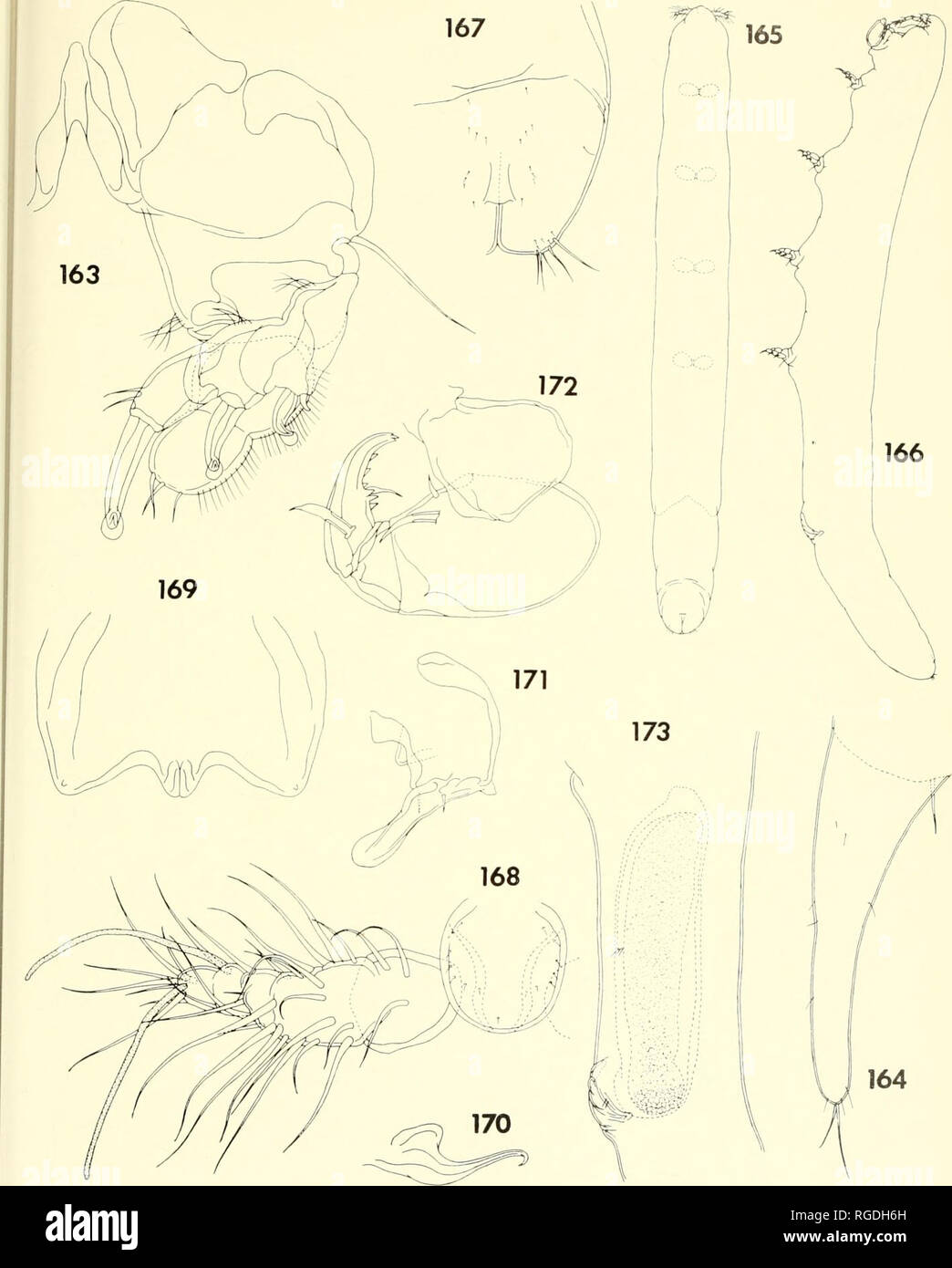 . Bulletin of the Museum of Comparative Zoology at Harvard College. Zoology. Parasitic Copepods from Corals in Madagascar • Humes and Ho 453. Figures 163-164. Xantia anomala n. sp., female (continued). 163, leg 2 and intercoxal plate, posterior (E); 164, leg 5, lateral (C). Figures 165-173. Xarifia anomala n. sp., male. 165, body, dorsal (I); 166, body, lateral (I); 167, caudal ramus, dorsal (C); 168, rostrum and first antenna, ventral (E); 169, labrum, ventral (E); 170, mandible, ventral (E); 171, second max- illa, anteroexternal (E); 172, maxilliped, medial (D); 173, port'on of urosome showi Stock Photo