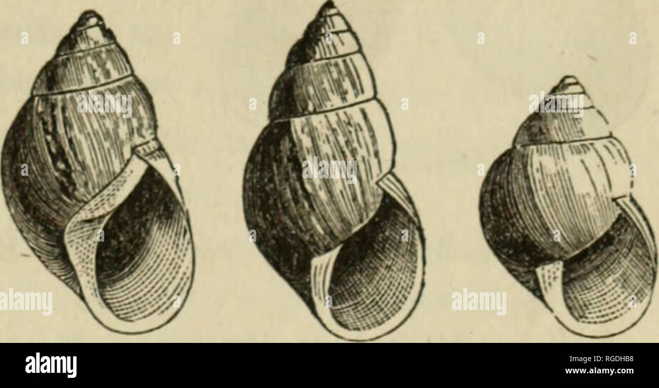 . Bulletin of the Museum of Comparative Zoology at Harvard College. Zoology; Zoology. B, alternatus. Lingual dentition of B. alternatus. Bulimulus Schiedeanus, Pfeiffer. Fig. 276.. B. Schiedeanus. Shell perforated, ovate-acute, calcareous, white, with irregular longitudinal wrinkle-like striae; whorls 6|, rather convex, the last as long as the spire; aperture oval-oblong,brownish within ; columella obsoletely folded ; peristome simple, acute, its margins joined with a shining callus, the columellar one broadly reflected, white and sbinins. Length 31, diameter 17 mill.; length of aperture 17, b Stock Photo