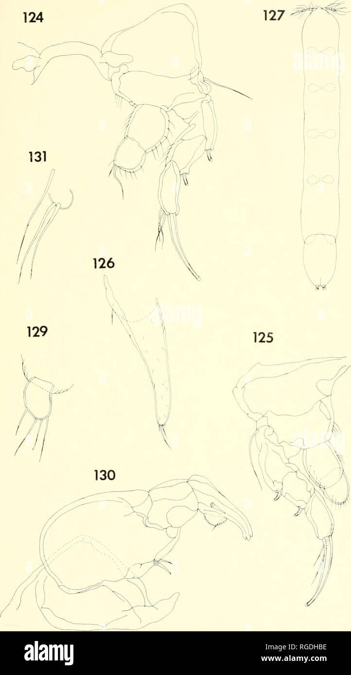 . Bulletin of the Museum of Comparative Zoology at Harvard College. Zoology. Parasitic Copepods from Corals in Madagascar • Humes and Ho 449. Please note that these images are extracted from scanned page images that may have been digitally enhanced for readability - coloration and appearance of these illustrations may not perfectly resemble the original work.. Harvard University. Museum of Comparative Zoology. Cambridge, Mass. : The Museum Stock Photo