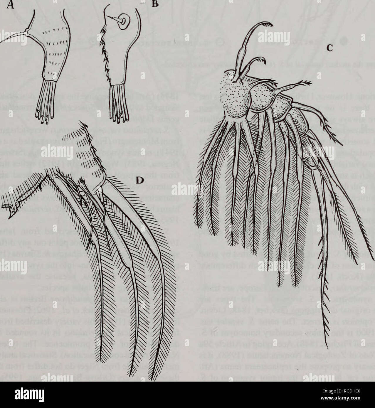 . Bulletin of the Natural History Museum Zoology. REVISION OF SIMOCEPHALUS DAPHNIIDAE 41 5. serrulatus (Koch, 1841) Figs 39-42 Daphnia serrulata Koch, 1841: 35; D. brandtii Fischer, 1848: 177; D. intermedia Lievin, 1848: 29; Simocephalus serrulatus: Schodler, 1858; Simocephalus americanus Birge, 1878; S. capensis Sars, 1895: 15;S. inflatus Vavra, 1900: 12;S. serrulatus var.productions Stingelin, 1904: 57; S. serrulatus var. montenegrinus Werestchagin, 1912: 7; 5. serrulatus var. mixta Grochmalicki, 1915: 220 (nee 5. mixtus Sars, 1903); S. serrulatus var. rotundifrons Brehm, 1933: 54; S. kerher Stock Photo