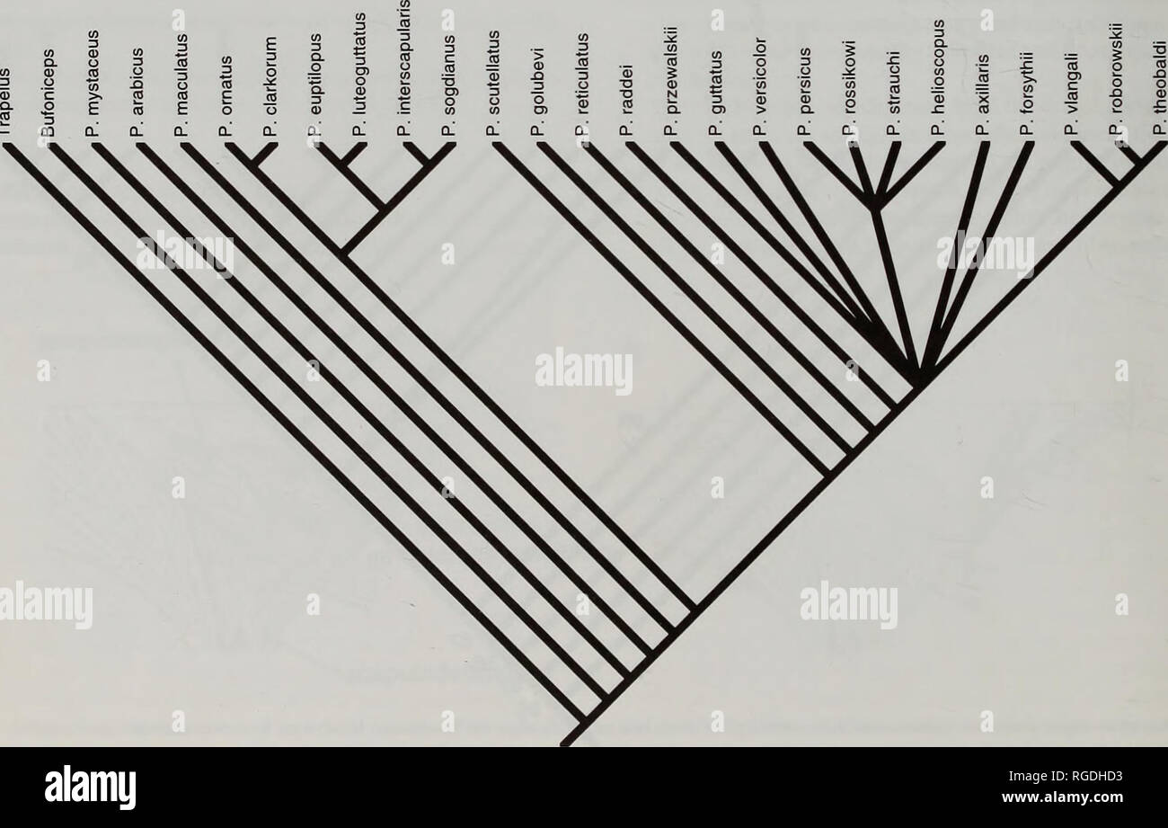 . Bulletin of the Natural History Museum Zoology. Fig. 15 Tree in Figure 14 after being subjected to successive approximations character weighting using Hennig86 program (Farris, 1988), resulting inP. scutellatus and P. golubevi being resolved as successive branches. Characters that define lettered nodes are as follows (brackets indicate some degree of parallelism; R indicates reversal). A 17,18,(32); B 1.1,12.1,23, 35, 37.1,46; C 1.2,44; D 15; E 37.2, 38,39.2; F 3, 12.2?, (21), 24, (36), 42; G (14), 28,43; H 16, 22,33;125,26,27; J(8), 19,31; K 13, 32R;L 10,20;M(4), 17.2R;N 17.1R;0 18R.44R; R( Stock Photo