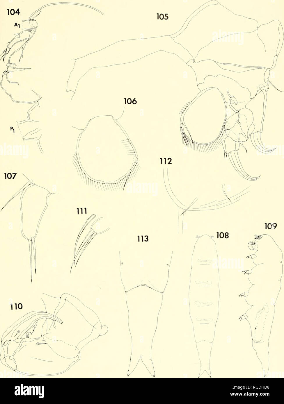 . Bulletin of the Museum of Comparative Zoology at Harvard College. Zoology. Parasitic Copepods from Corals lx Madagascar • Humes and Ho 447 '°^,j/^ i,,&quot;^-. Figures 104-107. Xarilia obeso n, sp., female (continued). 104, anterior part of body, lateral (F); 105, leg 1 and inter- coxal plate, posterior (D); 106, endopod of leg 3, anterior (D); 107, leg 5, ventral (D). Figures 108-113. Xanfio obesa n. sp., male. 108, body, dorsal (A); 109, body, lateral (A); 110, maxilliped, inner (C); 111, leg 5, ventral |E); 112, leg 6, ventral (E); 113, urosome, ventral (B).. Please note that these images Stock Photo