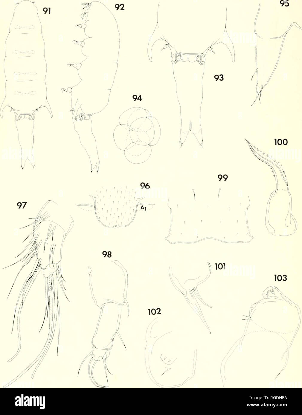. Bulletin of the Museum of Comparative Zoology at Harvard College. Zoology. 446 BiiUctin Miisetiin of Coniparativc 7A)ologij. Vol. 136. o. 11. Figures 91-103. Xanlia obesa n. sp., female. 91, body, dorsal (A); 92, body, lateral (A); 93, urosome, dorsal (I); 94, egg sac, dorsal (I); 95, caudal ramus, dorsal (G); 96, rostrum, anteroventral (C); 97, first antenna, anterior (D); 98, second antenna, anteroventral (D); 99, labrum, ventral (C); 100, mandible, ventral (E); 101, first maxilla, ventral (E); 102, second maxilla, ventral (El; 103, maxilliped, outer (D).. Please note that these images ar Stock Photo