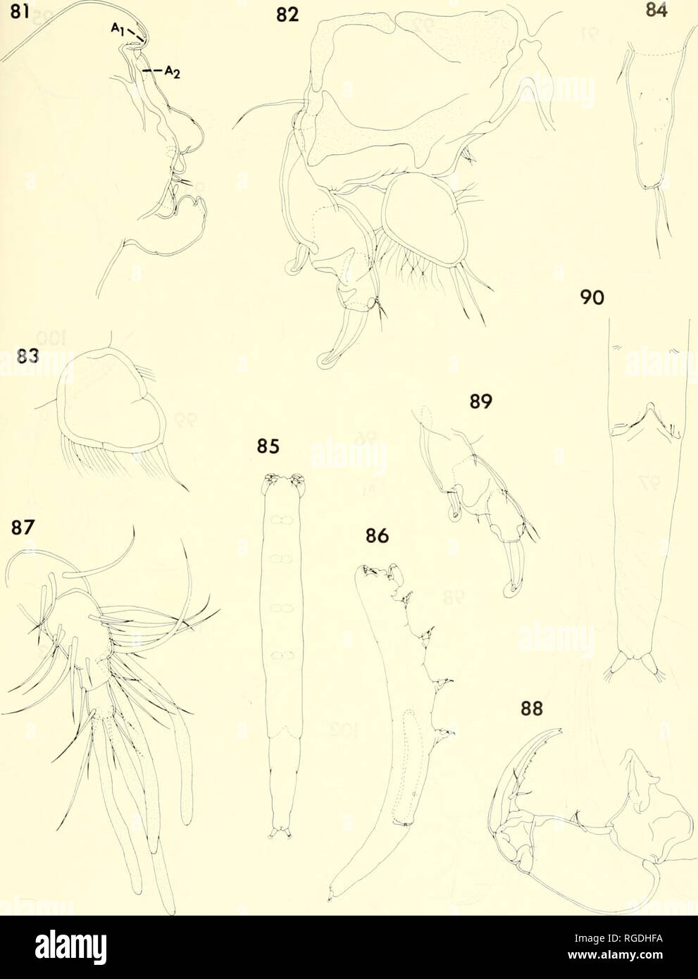 . Bulletin of the Museum of Comparative Zoology at Harvard College. Zoology. Parasitic Copepods from Corals ix Madagascar • Humes and Ho 445. Figures 81-84. Xanfio lissa n. sp., female (continued). 81, anterior part of body, lateral (F); 82, leg 1 and inter- coxal plate, posterior (D); 83, endopod of leg 3, posterior (D); 84, leg 5, lateral (G|. Figures 85-90. Xarifia /issa n. sp., mole. 85, body, dorsal (A); 86, body, lateral (A); 87, first antenna, anteroventral (D); 88, maxilliped, inner (G); 89, exopod of log 1, posterior (D); 90, urosome, ventral (B).. Please note that these images are ex Stock Photo