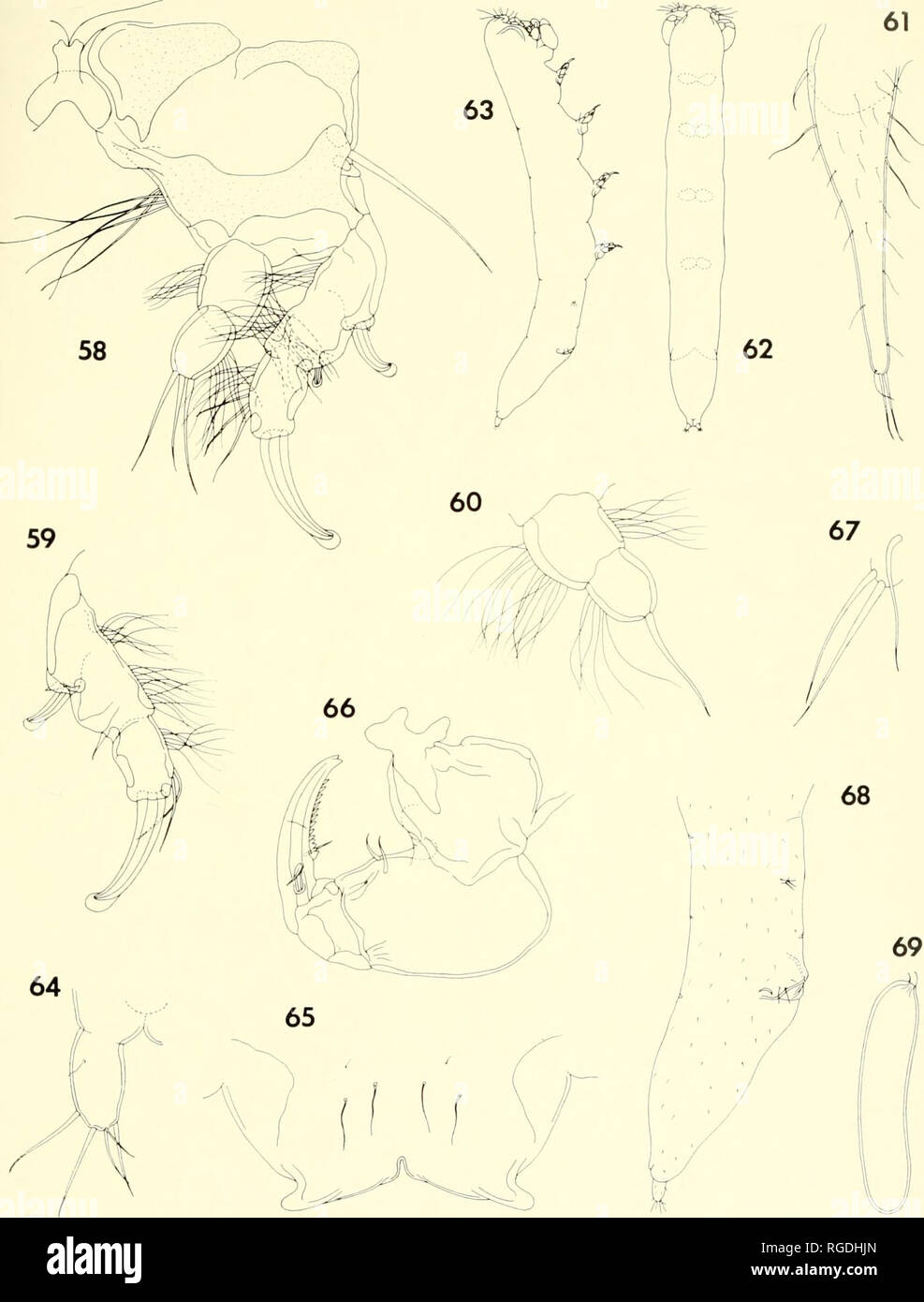. Bulletin of the Museum of Comparative Zoology at Harvard College. Zoology. Parasitic Copepods from Corals in Madagascar • Humes and Ho 443. Figures 58-61. Xori7/o decorafo n. sp., female (continued). 58, leg I and intercoxal plate, posterior (D); 59, exopod of leg 2, posterior (D); 60, endopod of leg 3, posterior (D); 61, leg 5, lateral jF). Figures 62-69. Xanfia decorota n. sp., male. 62, body, dorsal |A); 63, body, lateral (A); 64, caudal ramus, ventral (C); 65, labrum, ventral (D); 66, maxilliped, inner (G); 67, leg 5, lateral (D); 68, urosome, lateral (B); 69, spermato- phore, attached t Stock Photo