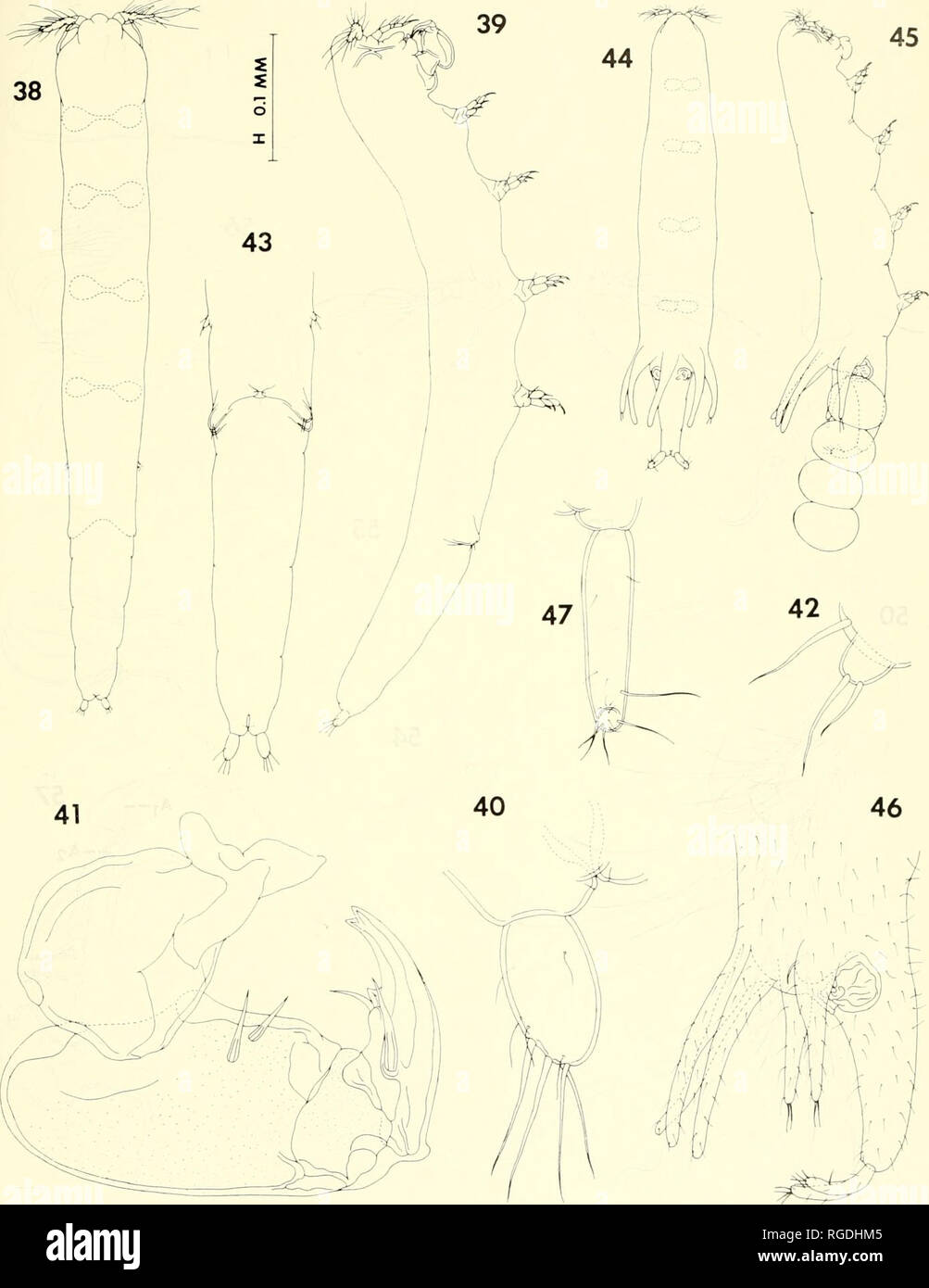 . Bulletin of the Museum of Comparative Zoology at Harvard College. Zoology. Parasitic Copepods from Corals in Madagascar • Humes and Ho 441. Figures 38-43. Xarilia exigua n. sp., male. 38, body, dorsal (B); 39, body, lateral (B); 40, caudal ramus, dorsal (E); 41, maxilliped. Inner (E); 42, leg 5, lateral (E); 43, urosome, ventral (H). Figures 44-47. Xarilia decorata n. sp., female. 44, body, dorsal (A); 45, body, lateral (A); 46, urosome, lateral (B); 47, caudal ramus, dorsal (G).. Please note that these images are extracted from scanned page images that may have been digitally enhanced for r Stock Photo