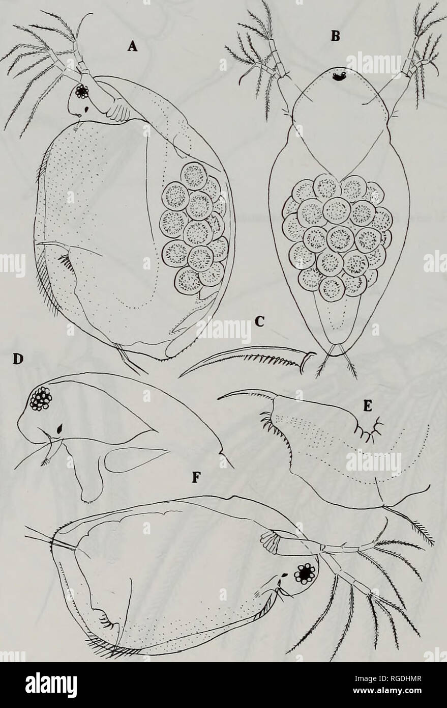 Bulletin Of The Natural History Museum Zoology 30 M J Orlova Bienkowskaja Schodler 1877 Renamed S Acutirostratus As S Paradoxus Con Sequently The Latter Name Is An Objective Junior Synonym Of The Former