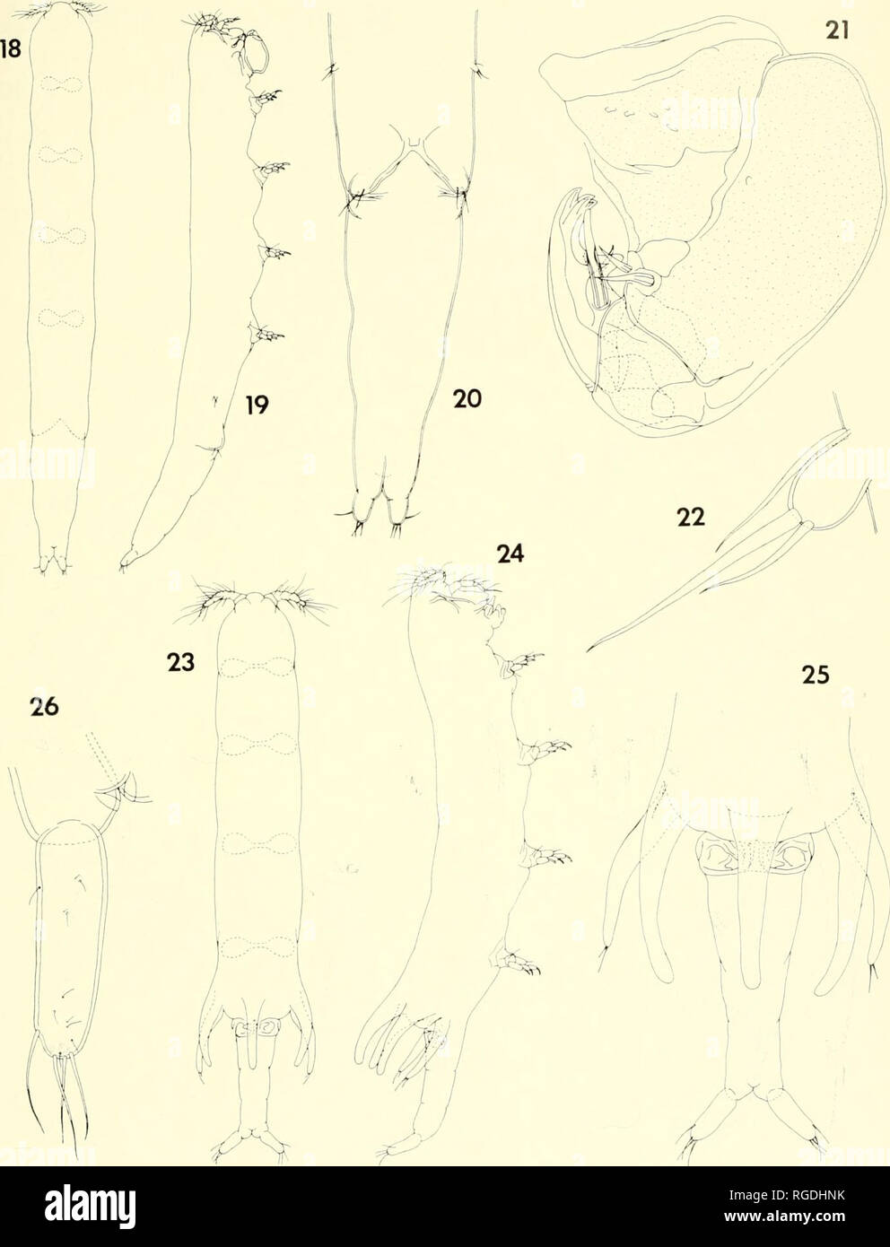 . Bulletin of the Museum of Comparative Zoology at Harvard College. Zoology. Parasitic Copepods from Corals in Madagascar • Humes and Ho 439. Figures 18-22. Xorifio lomellispmoia n. sp., male. 18, body, dorsal (A); 19, body, lateral (A); 20, urosome, ventral (B); 21, moxilliped, medial (C); 22, leg 5, ventral (E). Figures 23-26. Xorifia ex/guo n. sp., female. 23, body, dorsal (B); 24, body, lateral (B|; 25, urosome, dorsal (F); 26, caudal ramus, dorsal ID).. Please note that these images are extracted from scanned page images that may have been digitally enhanced for readability - coloration a Stock Photo