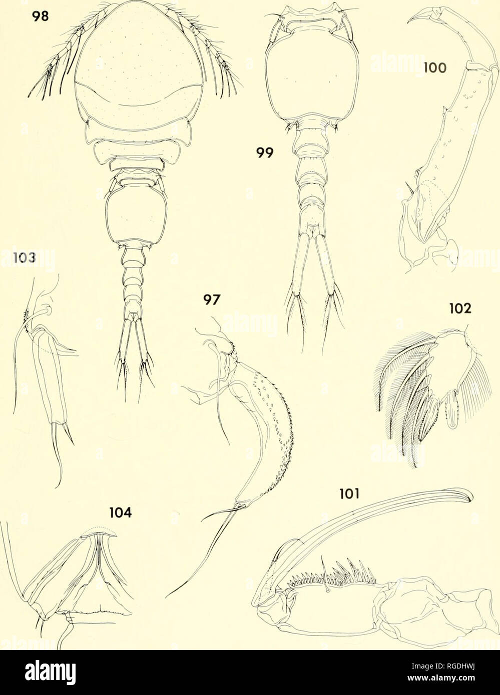 . Bulletin of the Museum of Comparative Zoology at Harvard College. Zoology. CoPEPODs FROM CoRALS IN MADAGASCAR • Humc's and Ho 395. Figure 97. Lichomolgus orcuof/pes n. sp., female (continued). 97, leg 5, dorsal (D). Figures 98-104. Lichomo/gus orcuof/pes n. sp., male. 98, body, dorsal (G); 99, urosome, dorsal (B); 100, second an- tenna, outer (D); 101, maxilliped, outer (E); 102, last segment of endopod of leg 1, anterior (D); 103, leg 5, dorsal (F); 104, leg 6, ventral (E).. Please note that these images are extracted from scanned page images that may have been digitally enhanced for readab Stock Photo