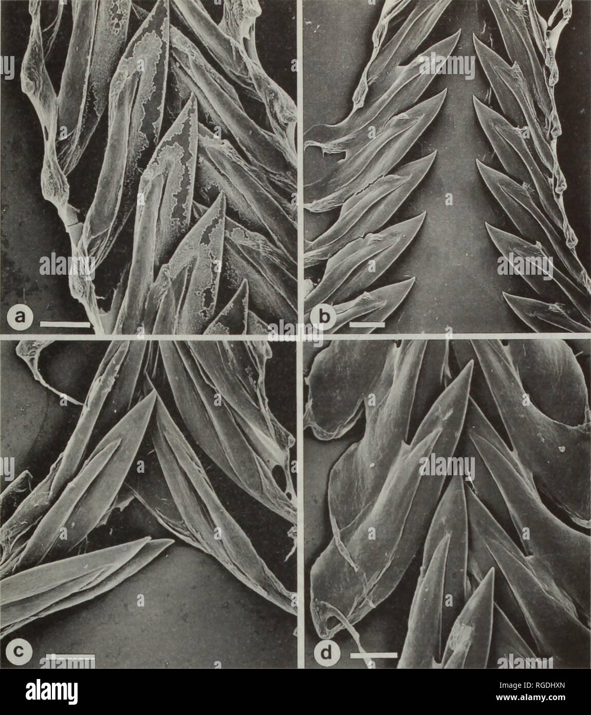 . Bulletin of the Natural History Museum Zoology. FOREGUT ANATOMY OF CRASSISPIRINE GASTROPODS 59. Fig. 4 Radulae of Crassispirinae. a. Crassispira (Crassispira) incrassata b. Crassispira (Crassispira) maura c, Crassispira (Gibbaspira) dysoni d, C. (Glossispira) harfordiana flucki. Scale bars = 20|jm. walls are equally developed along its length.There is a small anterior buccal tube sphincter, positioned at the base of the small sac-like enlargement of the buccal tube, which also has an epithelial pad. An intermediate buccal tube sphincter is absent. The buccal tube is very narrow, both inside  Stock Photo