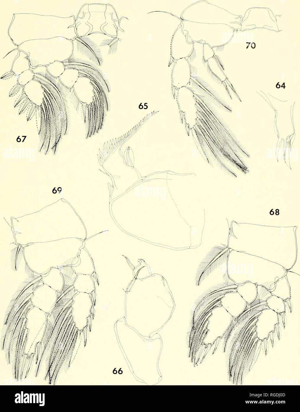 . Bulletin of the Museum of Comparative Zoology at Harvard College. Zoology. CoPEPODS FROM CoRALS IN MADAGASCAR • Hiimes and Ho 391. Figures 64-70. L/chomo/ogus pro/ixipes n. sp., female (continued). 64, first maxilla, anterior (F); 65, second maxilla, posterior (F); 66, maxilliped, posterointernal (F); 67, leg 1 and intercoxal plate, anterior (E); 68, leg 2, anterior (E); 69, leg 3, anterior (E); 70, leg 4 and intercoxal plate, anterior (E).. Please note that these images are extracted from scanned page images that may have been digitally enhanced for readability - coloration and appearance o Stock Photo