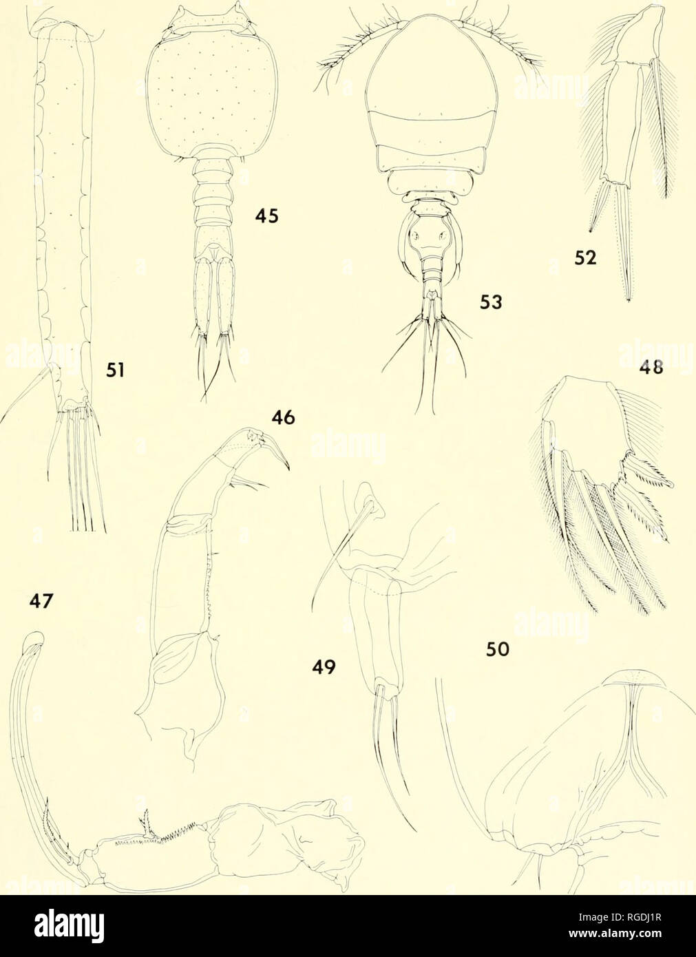 . Bulletin of the Museum of Comparative Zoology at Harvard College. Zoology. CoPEPODS FROM CoRALs LN MADAGASCAR • Hiimes and Ho 389. Figures 45-50. Lichomolgus digitatus n. sp., male (continued). 45, urosome, dorsal (G); 46, second antenna, inner (E); 47, maxilliped, inner [H); 48, lost segment of endopod of leg 1, anterior (D); 49, leg 5, dorsal (C); 50, leg 6, ventral Figures 51-52. Lichomolgus digitatus n. sp., female, from Porites. 51, caudal ramus, dorsal (E); 52, endopod of leg 4, anterior (E). Figure 53. Lichomolgus prolixipes n. sp., female. 53, body, dorsal (A).. Please note that thes Stock Photo